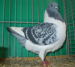 Богемский голубь  Проверено Голубой