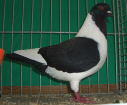 Богемский голубь черный
