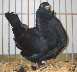 Chinese duif Zwart
