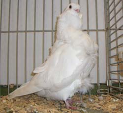 Китайские совы белый