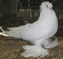 Венгерские гигантские домашние голуби белый