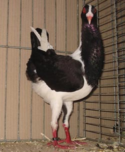 Венгерский куриный голубь черный