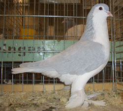 Лахорские голуби  Распространение пепла