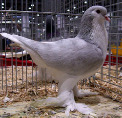 Лахорские голуби  Распространение пепла