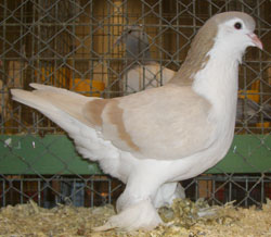 Лахорские голуби  Пепельно-желтый