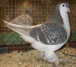 Лахорские голуби  Пепельно-синий пятнистый
