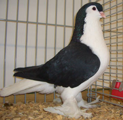 Лахорские голуби  черный