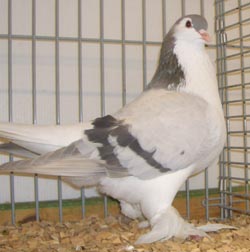 Лахорские голуби  Пепельно-синий