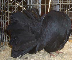 Павлиньи голуби черный