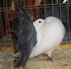 Павлиньи голуби