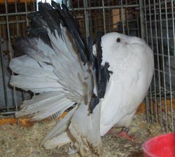 Павлиньи голуби