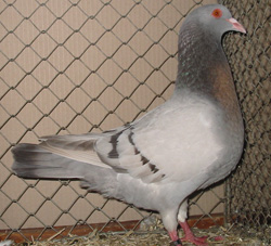 Pigeon de la Sarre Alouette