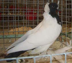 Саксонские голуби черный