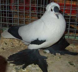 Саксонские аистовые голуби черный
