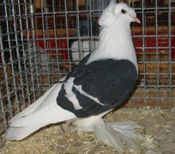 Саксонские щитковые голуби Черный с белыми полосами