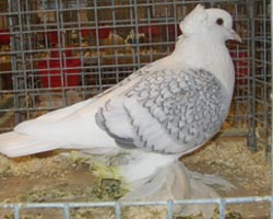 Саксонские щитковые голуби Серебристый белый сетка