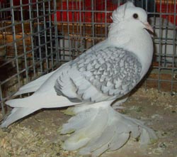 Саксонские щитковые голуби Серебристый белый сетка