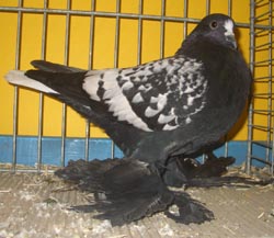 Саксонские белохвостые голуби Черный Спангл