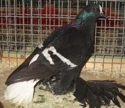 Саксонские белохвостые голуби Черный с белыми полосами
