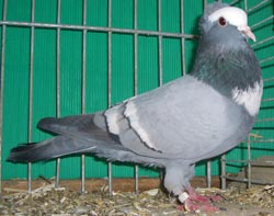Штаргальский голубь Синий с белыми полосами