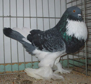  Blue Checked Pied