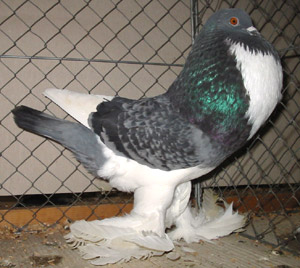  Blue Checked Pied