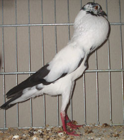 Brunner pouter Black Stork Marked