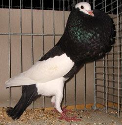 German Magpie Pouter Black