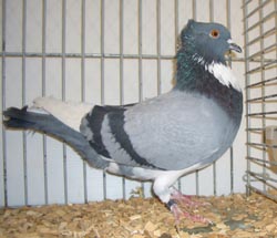 Belgian Ringbeater Blue with Black Bars