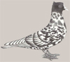 Бернский среднеклювый голубь