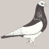 Bernhardiner Magpie