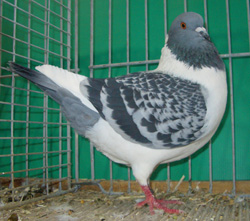 Pigeon de Bohème Bleu écaillé