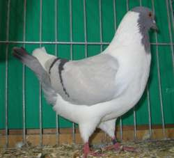 Pigeon de Bohème Argenté