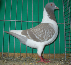 Pigeon de Bohème Argenté écaillé