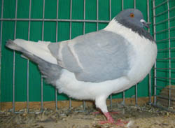 Pigeon de Bohème Bleu barré blanc 