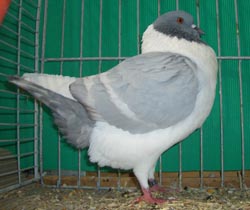 Pigeon de Bohème Bleu barré blanc 
