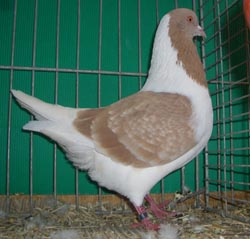 Pigeon de Bohème Jaune cendré écaillé