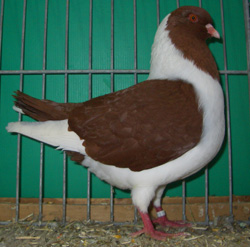 Pigeon de Bohème Rouge
