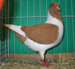 Pigeon de Bohème Jaune