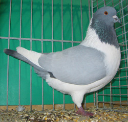 Pigeon de Bohème Bleu sans barré