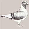Богемский голубь