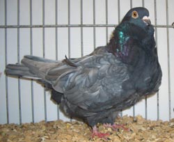 Chinese duif Andalusisch Blauw