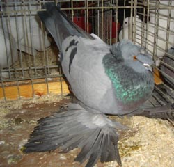 German Double Crested Trumpeter Blue with Black Bars