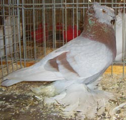 German Double Crested Trumpeter Ash Red