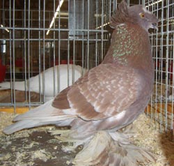 German Double Crested Trumpeter Ash Red Checked