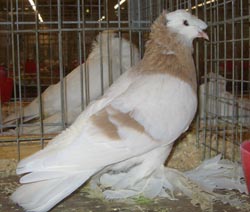German Double Crested Trumpeter Ash Yellow
