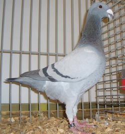Pigeon de Beauté Allemand Argenté