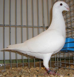 Pigeon de Beauté Allemand Blanc