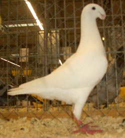 Pigeon de Beauté Allemand Blanc