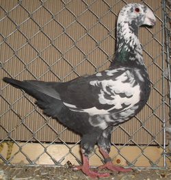 Pigeon de Beauté Allemand Noir